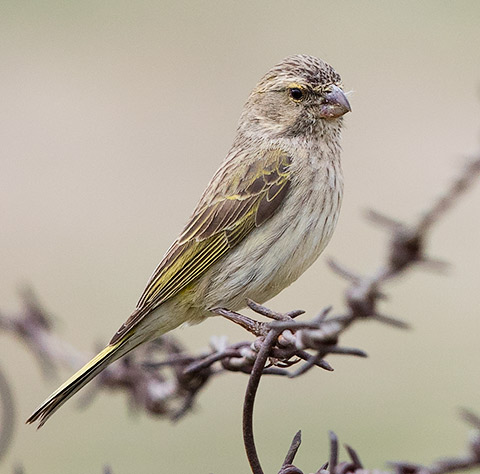 Yellow Canary female